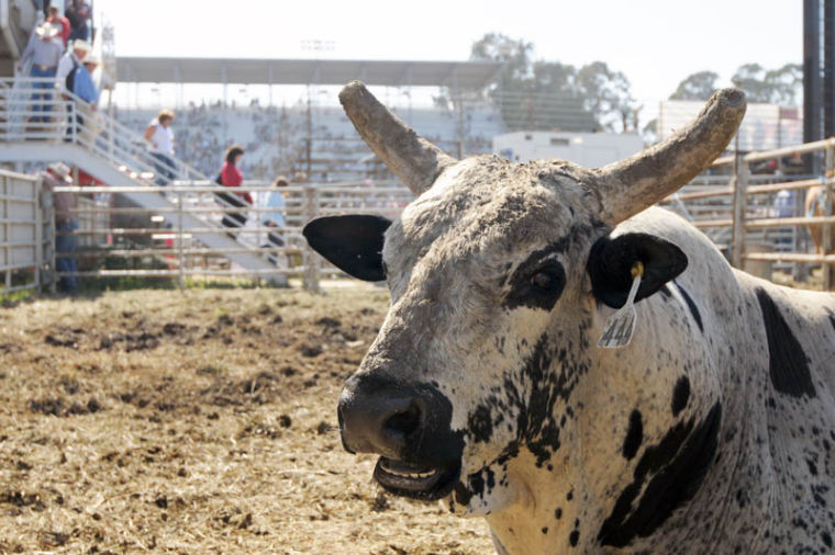 A trifold look at the 101st California Rodeo Salinas most fans don’t have a chance to observe.